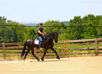 Frisones, Caballo castrado, 3 años, 157 cm, Negro
