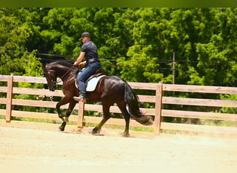 Frisones, Caballo castrado, 3 años, 157 cm, Negro