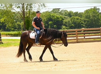 Frisones, Caballo castrado, 3 años, 157 cm, Negro