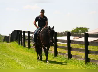 Frisones, Caballo castrado, 3 años, 157 cm, Negro