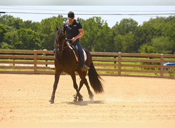 Frisones, Caballo castrado, 3 años, 157 cm, Negro