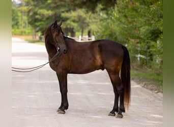 Frisones, Caballo castrado, 3 años, 157 cm, Negro