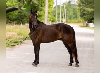 Frisones, Caballo castrado, 3 años, 157 cm, Negro