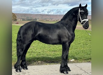 Frisones, Caballo castrado, 3 años, 160 cm, Negro