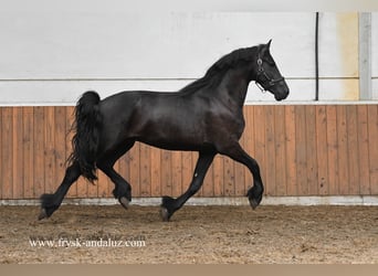 Frisones, Caballo castrado, 3 años, 162 cm, Negro