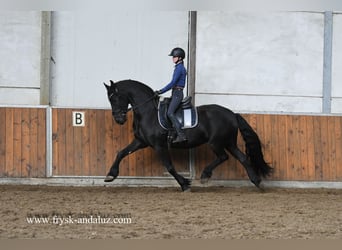 Frisones, Caballo castrado, 3 años, 162 cm, Negro