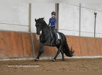 Frisones, Caballo castrado, 3 años, 162 cm, Negro