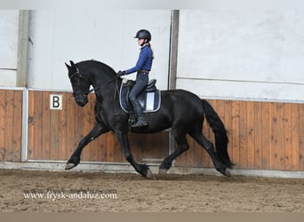 Frisones, Caballo castrado, 3 años, 162 cm, Negro