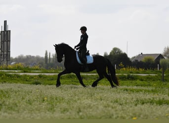 Frisones, Caballo castrado, 3 años, 164 cm