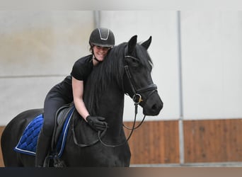 Frisones, Caballo castrado, 3 años, 164 cm