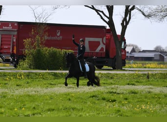 Frisones, Caballo castrado, 3 años, 164 cm