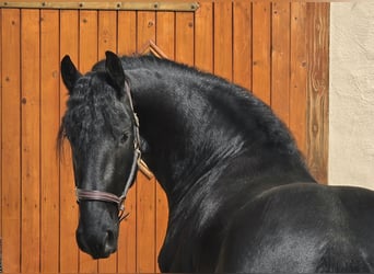 Frisones, Caballo castrado, 3 años, 164 cm, Negro