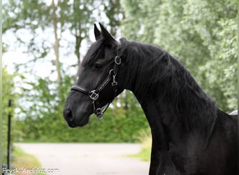 Frisones, Caballo castrado, 3 años, 166 cm, Negro