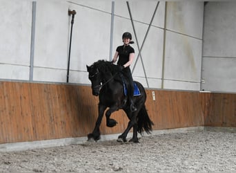 Frisones, Caballo castrado, 3 años, 166 cm, Negro