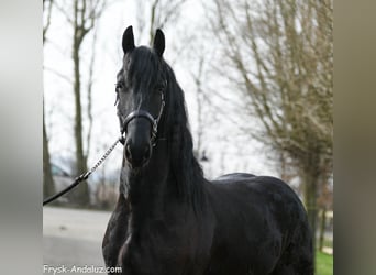Frisones, Caballo castrado, 3 años, 166 cm, Negro