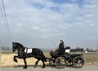 Frisones, Caballo castrado, 3 años, 167 cm, Negro