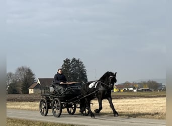 Frisones, Caballo castrado, 3 años, 167 cm, Negro