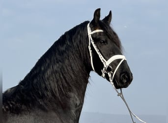 Frisones, Caballo castrado, 3 años, 167 cm, Negro