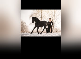 Frisones, Caballo castrado, 3 años, 168 cm, Negro