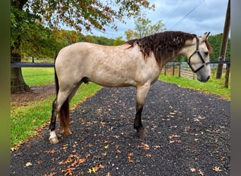 Frisones Mestizo, Caballo castrado, 3 años, Buckskin/Bayo