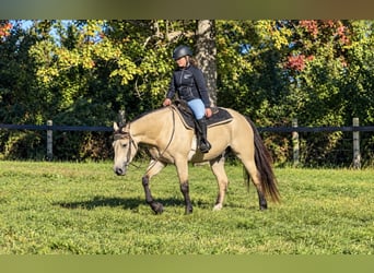 Frisones Mestizo, Caballo castrado, 3 años, Buckskin/Bayo