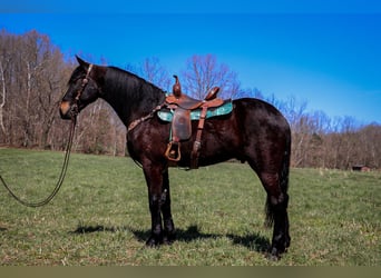 Frisones, Caballo castrado, 3 años, Castaño rojizo