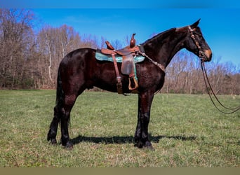 Frisones, Caballo castrado, 3 años, Castaño rojizo