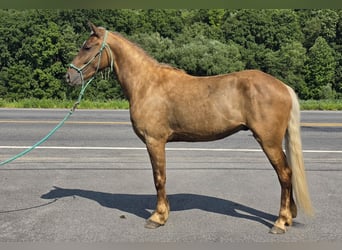 Frisones, Caballo castrado, 3 años, Champán