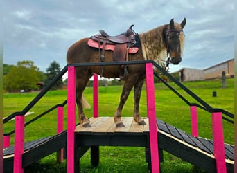 Frisones, Caballo castrado, 3 años, Champán
