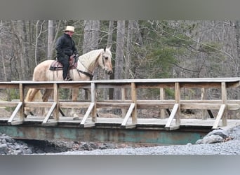 Frisones Mestizo, Caballo castrado, 3 años, Palomino
