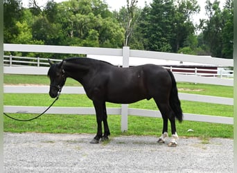 Frisones, Caballo castrado, 4 años, 137 cm, Negro