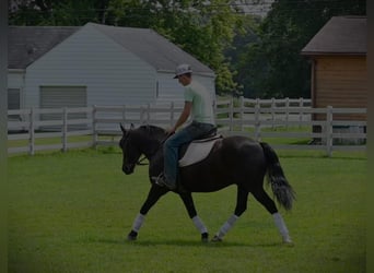 Frisones, Caballo castrado, 4 años, 137 cm, Negro