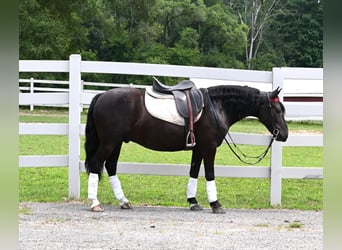 Frisones, Caballo castrado, 4 años, 137 cm, Negro