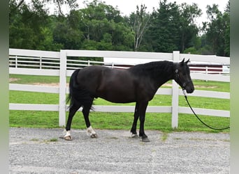 Frisones, Caballo castrado, 4 años, 137 cm, Negro