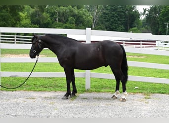 Frisones, Caballo castrado, 4 años, 137 cm, Negro