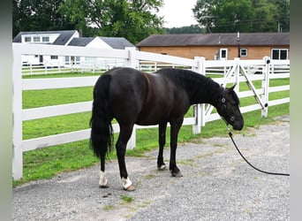 Frisones, Caballo castrado, 4 años, 137 cm, Negro