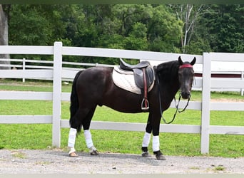 Frisones, Caballo castrado, 4 años, 137 cm, Negro