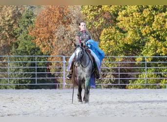 Frisones Mestizo, Caballo castrado, 4 años, 140 cm
