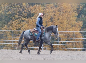 Frisones Mestizo, Caballo castrado, 4 años, 140 cm