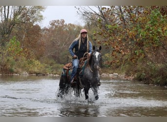 Frisones Mestizo, Caballo castrado, 4 años, 140 cm