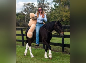 Frisones Mestizo, Caballo castrado, 4 años, 140 cm