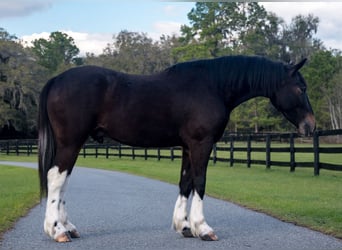 Frisones Mestizo, Caballo castrado, 4 años, 140 cm