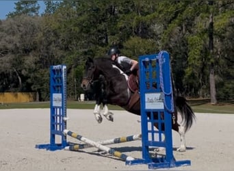 Frisones Mestizo, Caballo castrado, 4 años, 140 cm