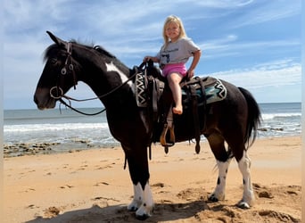 Frisones Mestizo, Caballo castrado, 4 años, 140 cm