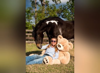 Frisones Mestizo, Caballo castrado, 4 años, 140 cm