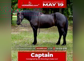 Frisones Mestizo, Caballo castrado, 4 años, 140 cm, Negro