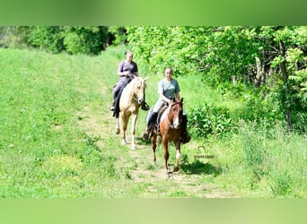 Frisones Mestizo, Caballo castrado, 4 años, 142 cm