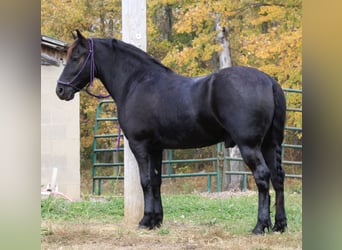 Frisones Mestizo, Caballo castrado, 4 años, 142 cm, Negro