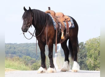 Frisones Mestizo, Caballo castrado, 4 años, 147 cm, Negro