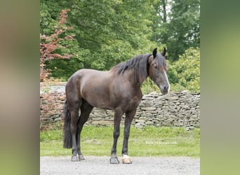 Frisones, Caballo castrado, 4 años, 147 cm, Negro